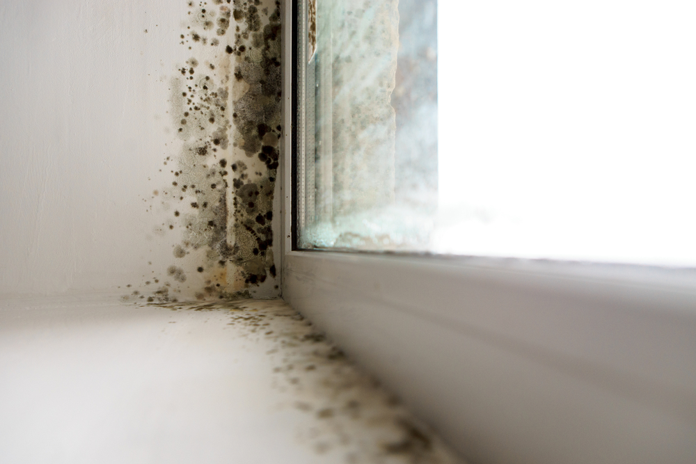 Mold Removal Long Island